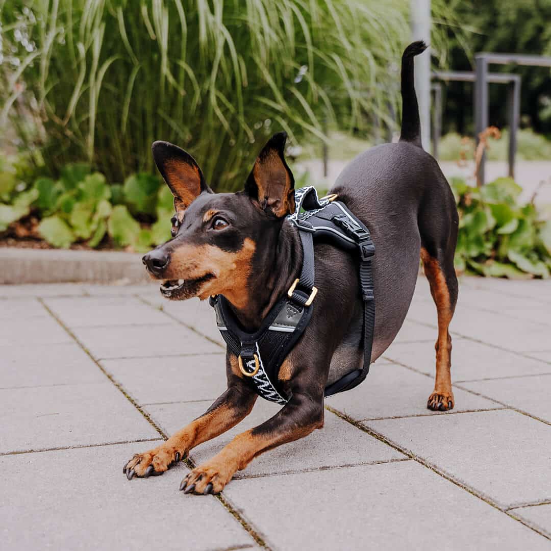Set Hundehalsband, Leine und Geschirr - Schwarz/Weiß - Pfotenlieblinge