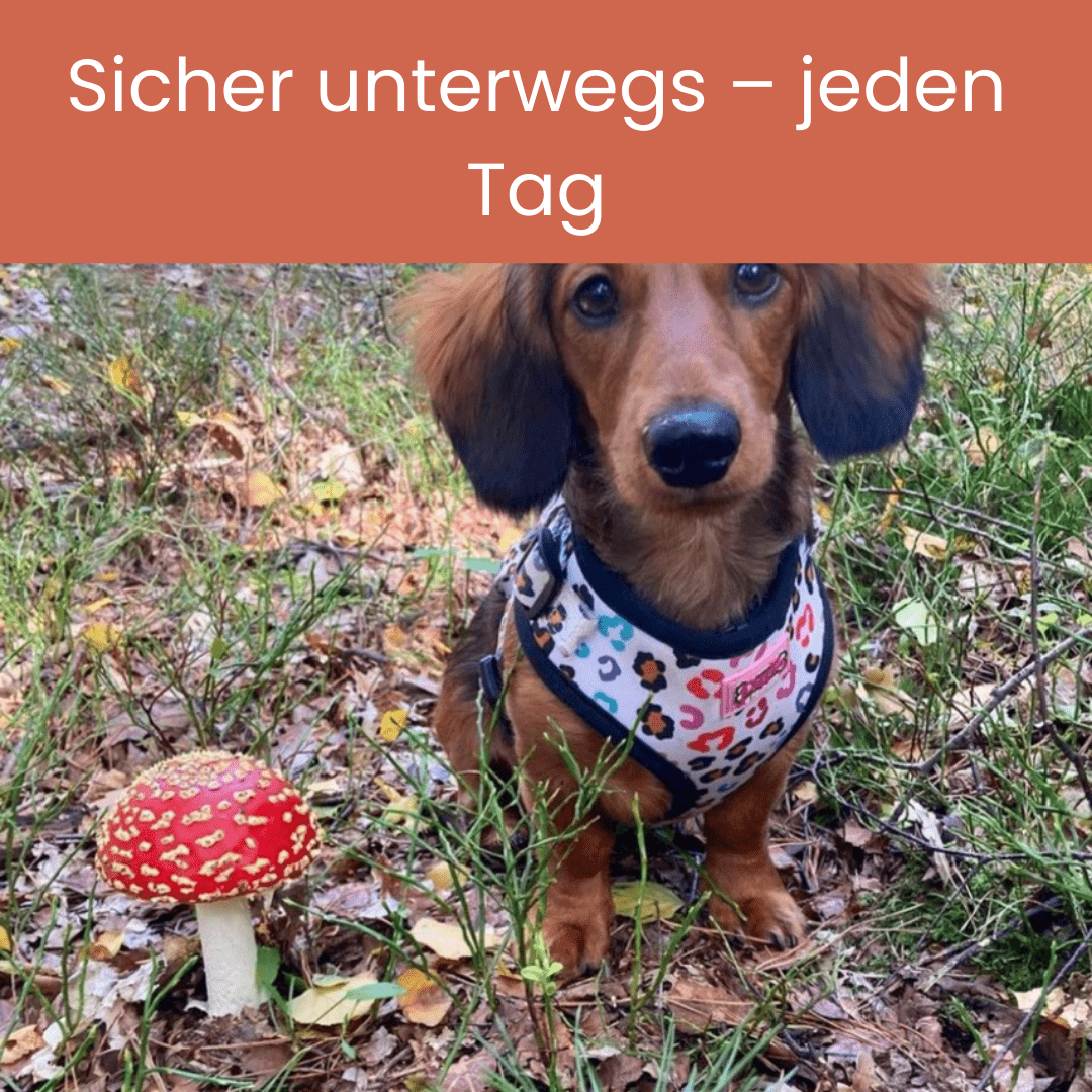 Verstellbares Hundegeschirr | Leicht, atmungsaktiv &amp; stylisch I Der Wilde - Pfotenlieblinge