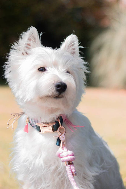 Verstellbares Hundehalsband handgemacht in Frankreich - Pfotenlieblinge