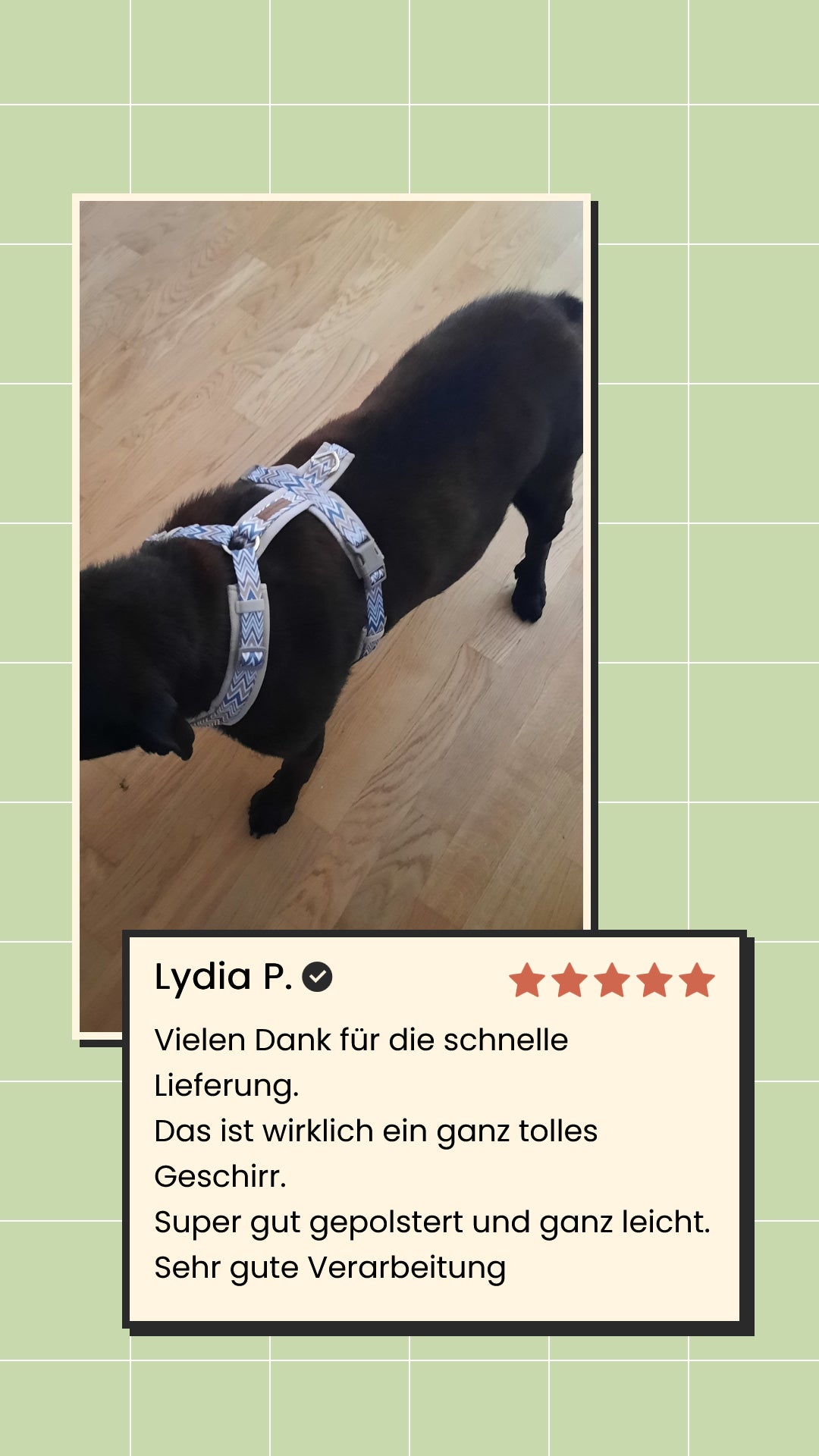 Ziggy Latte – leichtes Y-Geschirr für sensible Hunde